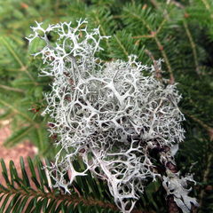 Pseudevernia cladonia