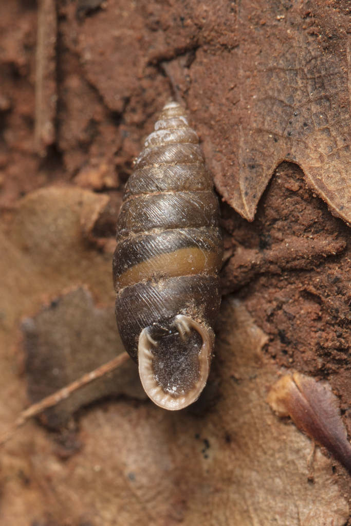 Abida polyodon