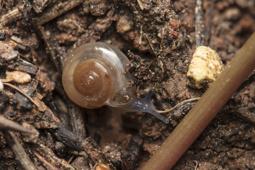 Oxychilus courquini