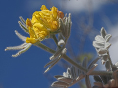 Anthyllis tejedensis