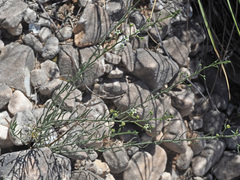 Thesium divaricatum