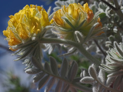 Anthyllis tejedensis