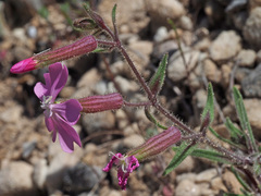 Silene psammitis