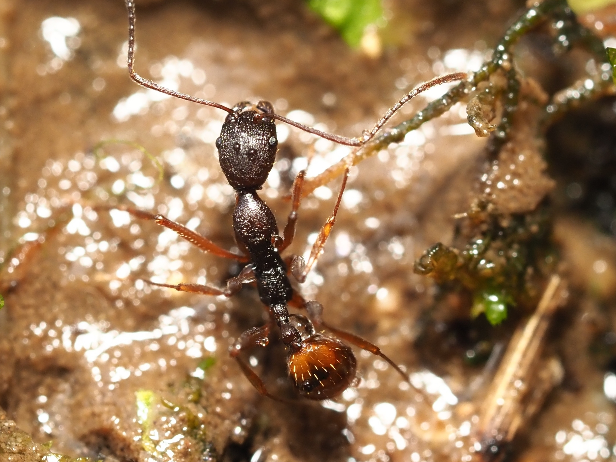 Aphaenogaster incurviclypea
