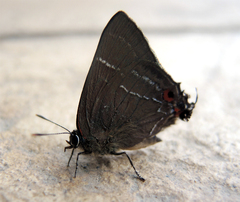 Parrhasius moctezuma