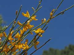 Genista spartioides