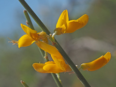 Genista spartioides