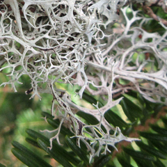 Pseudevernia cladonia
