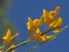 Genista spartioides