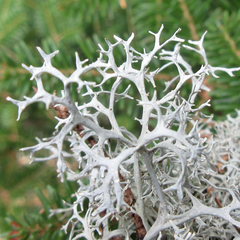Pseudevernia cladonia