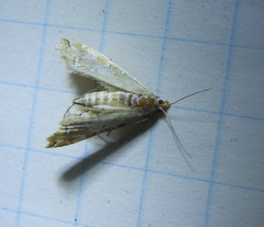 Elophila icciusalis