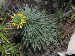 Erysimum myriophyllum