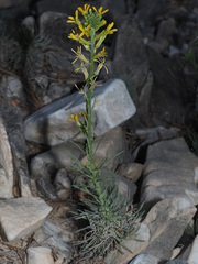 Erysimum myriophyllum