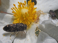 Acmaeodera bipunctata bipunctata