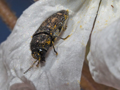 Acmaeodera bipunctata bipunctata