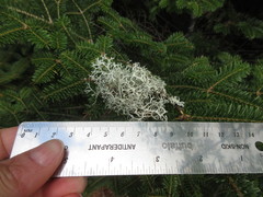 Pseudevernia cladonia