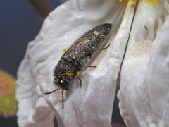 Acmaeodera bipunctata bipunctata
