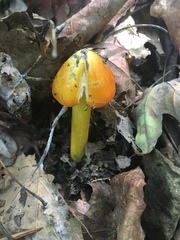 Hygrocybe minutula
