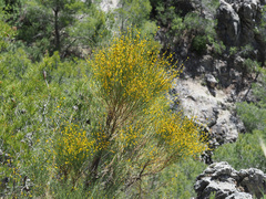 Genista haenseleri