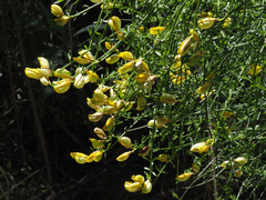 Cytisus baeticus