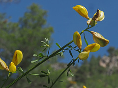 Cytisus baeticus