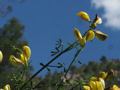 Cytisus baeticus