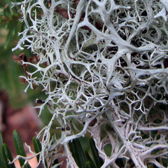 Pseudevernia cladonia