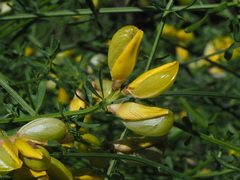 Cytisus baeticus