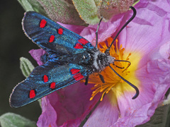 Zygaena lavandulae