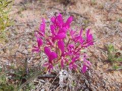 Pelargonium incrassatum
