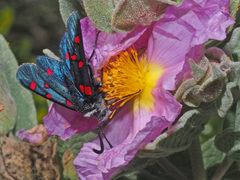 Zygaena lavandulae