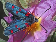 Zygaena lavandulae
