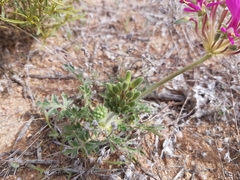 Pelargonium incrassatum
