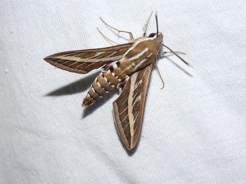 Hyles livornica