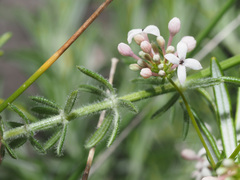 Asperula hirsuta