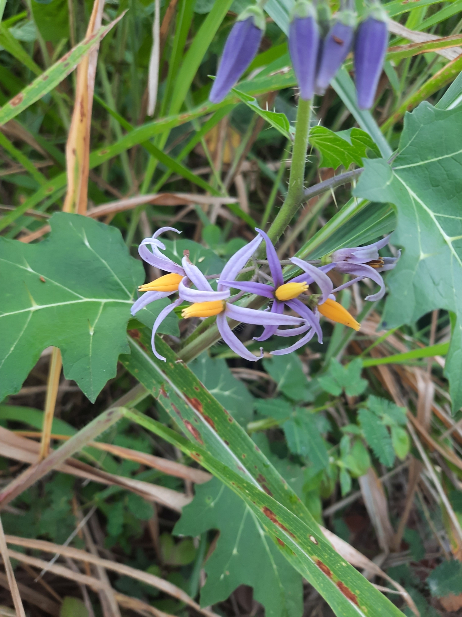 Solanum palinacanthum