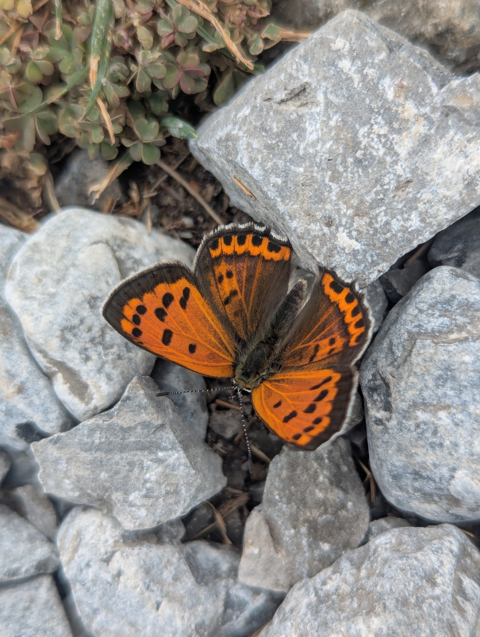 White-Bordered Copper