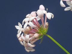Asperula hirsuta