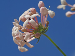 Asperula hirsuta