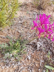 Pelargonium incrassatum