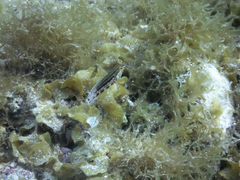 Serranus baldwini