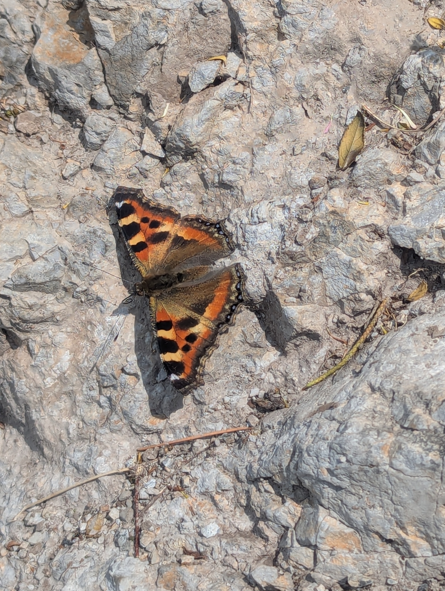 Indian Tortoiseshell
