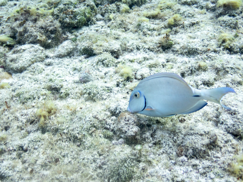 Caribbean Ocean Surgeonfish