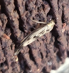 Scythris limbella