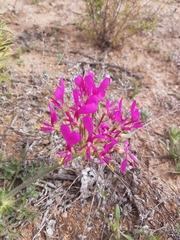 Pelargonium incrassatum
