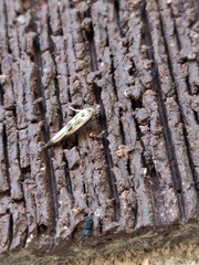 Scythris limbella
