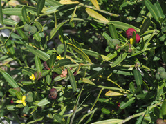 Cneorum tricoccon