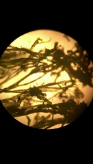 Cladophora rupestris