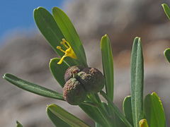 Cneorum tricoccon