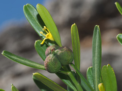 Cneorum tricoccon